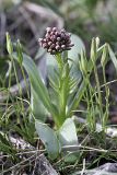 Valeriana chionophila. Зацветающее растение. Южный Казахстан, горы Каракус. 09.04.2012.