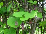 Aristolochia manshuriensis