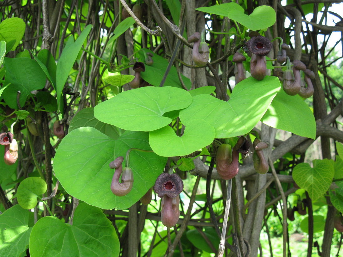 Image of Aristolochia manshuriensis specimen.