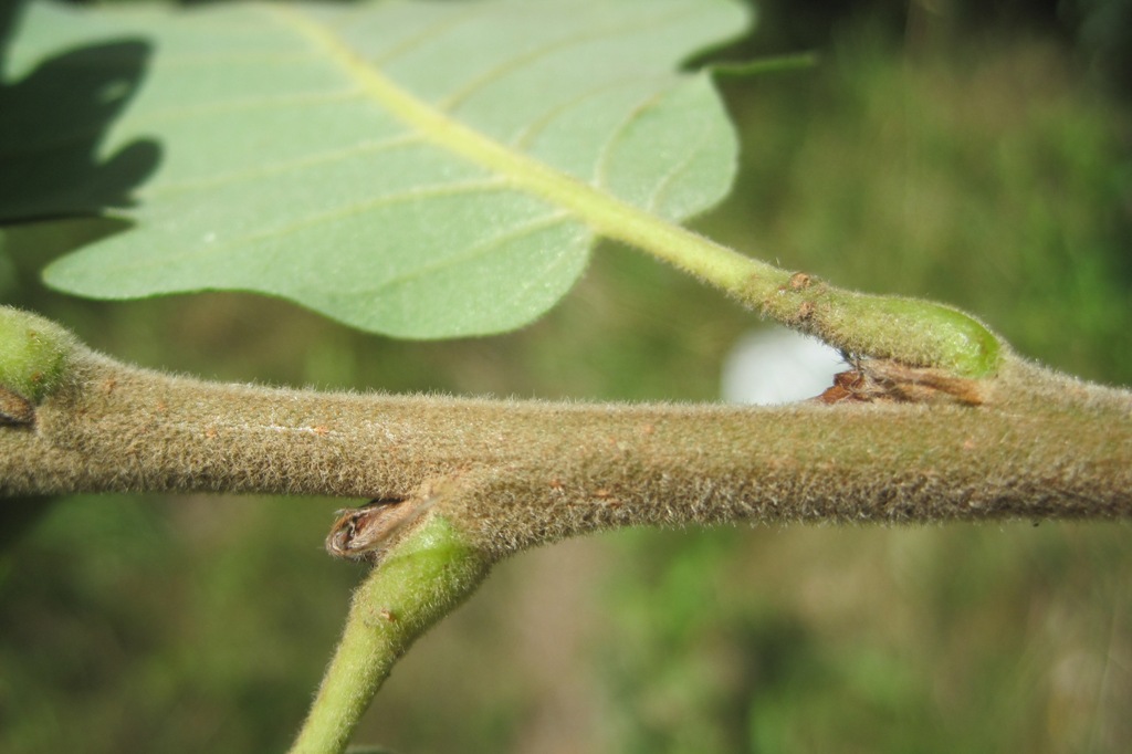 Image of Quercus macranthera specimen.