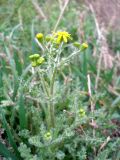 Senecio vernalis