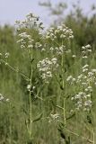 Lepidium latifolium