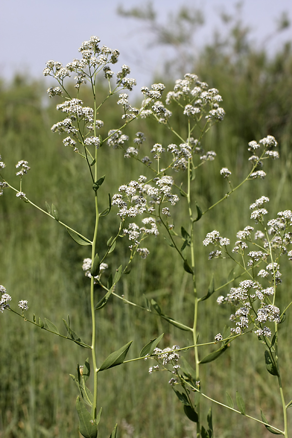 Изображение особи Lepidium latifolium.