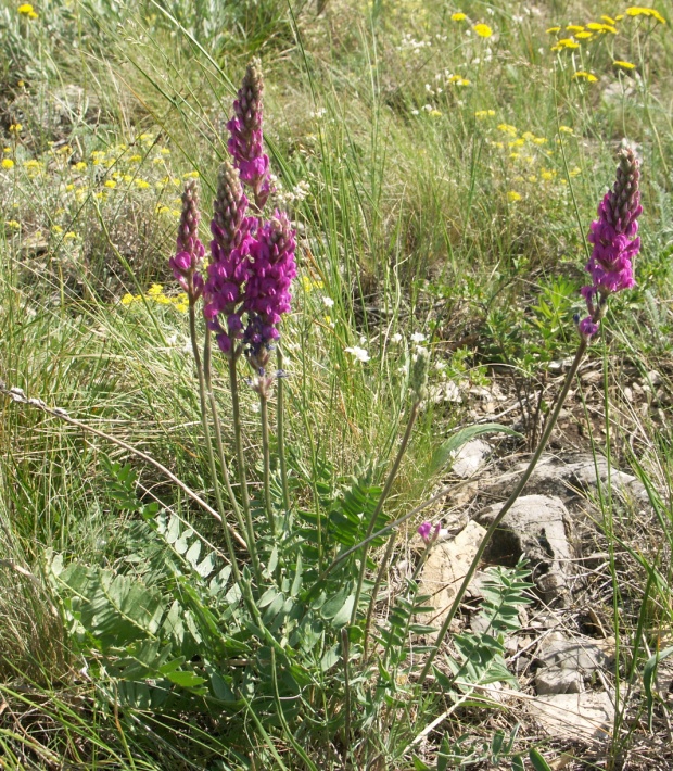 Изображение особи Oxytropis kasakorum.