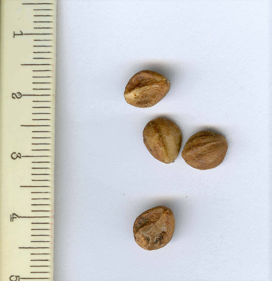 Image of Crataegus engelmannii specimen.