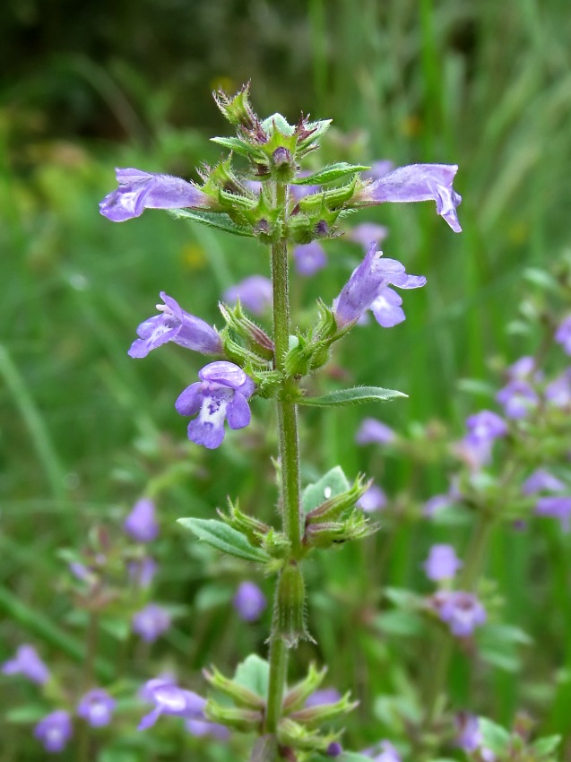 Image of Ziziphora acinos specimen.