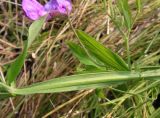 Lathyrus pilosus. Средняя часть побега. Хабаровский край, Ванинский р-н, окр. пос. Высокогорный. 16.07.2012.