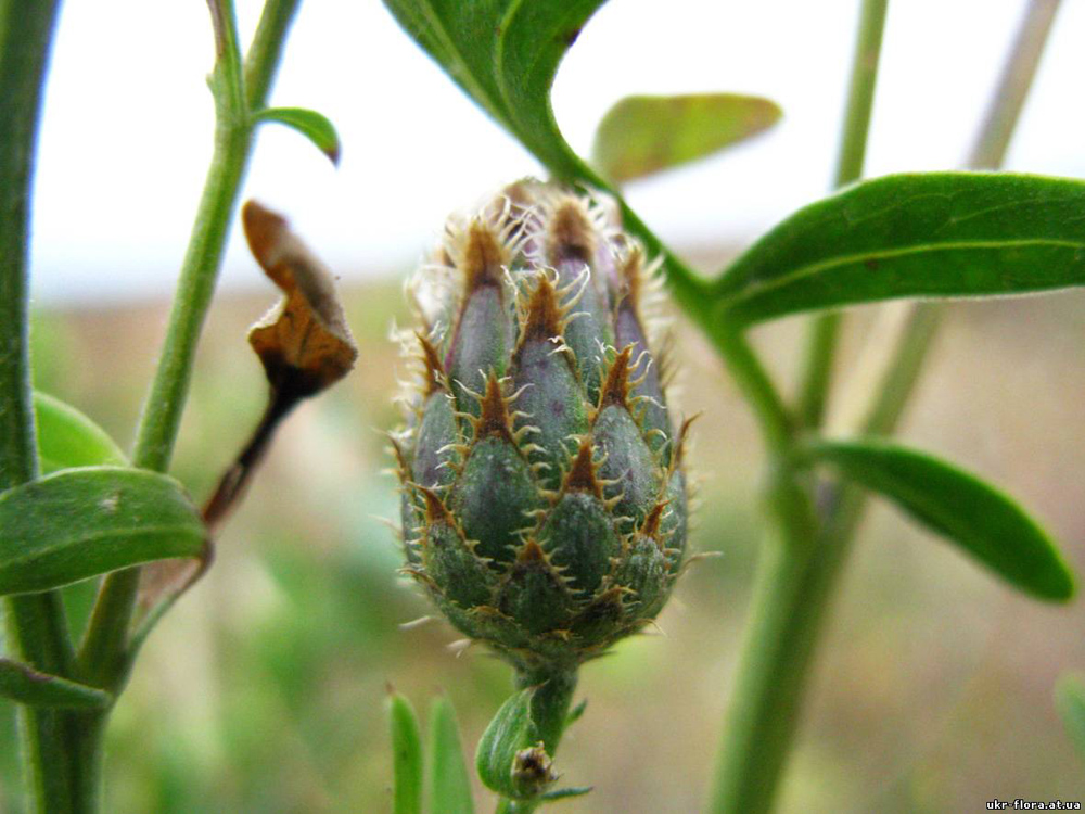 Изображение особи Centaurea stereophylla.