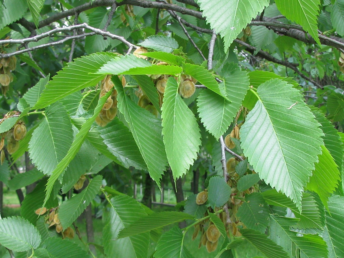 Изображение особи Ulmus laevis.