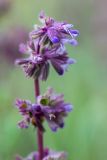 Salvia verticillata