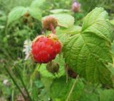 Rubus matsumuranus
