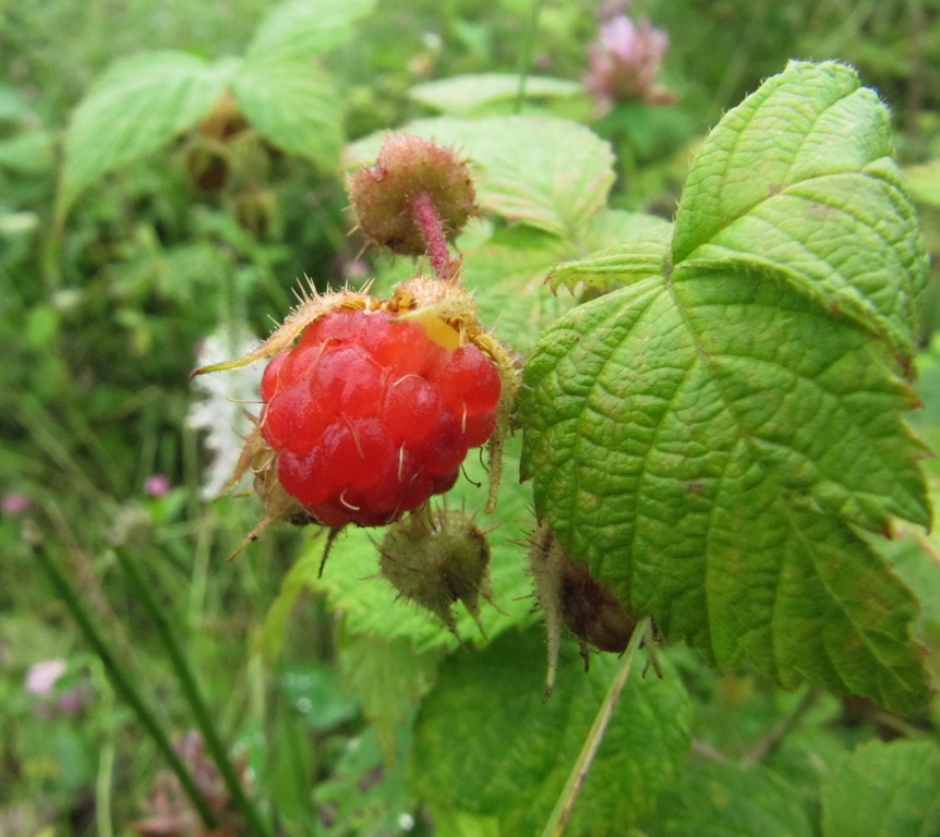 Изображение особи Rubus matsumuranus.