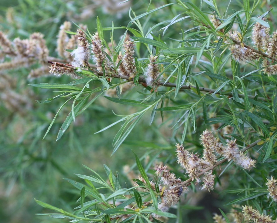 Image of Salix viminalis specimen.