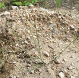 Equisetum variegatum