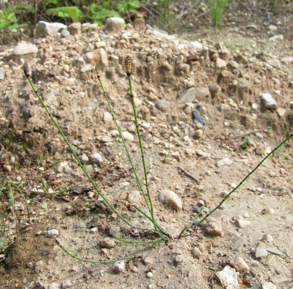 Изображение особи Equisetum variegatum.