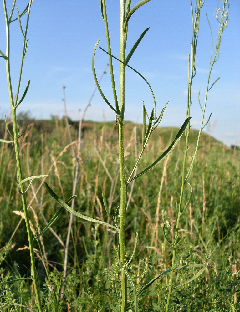 Image of Erysimum canescens specimen.