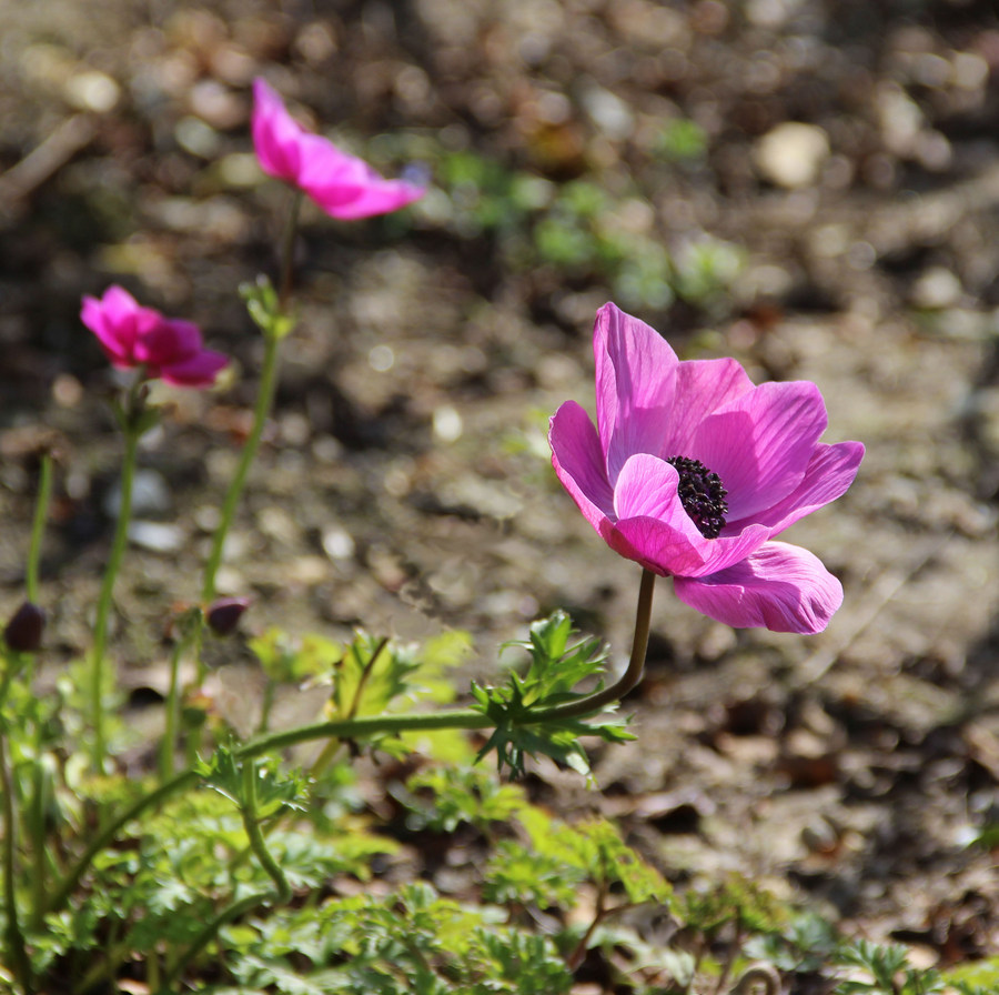 Изображение особи Anemone coronaria.