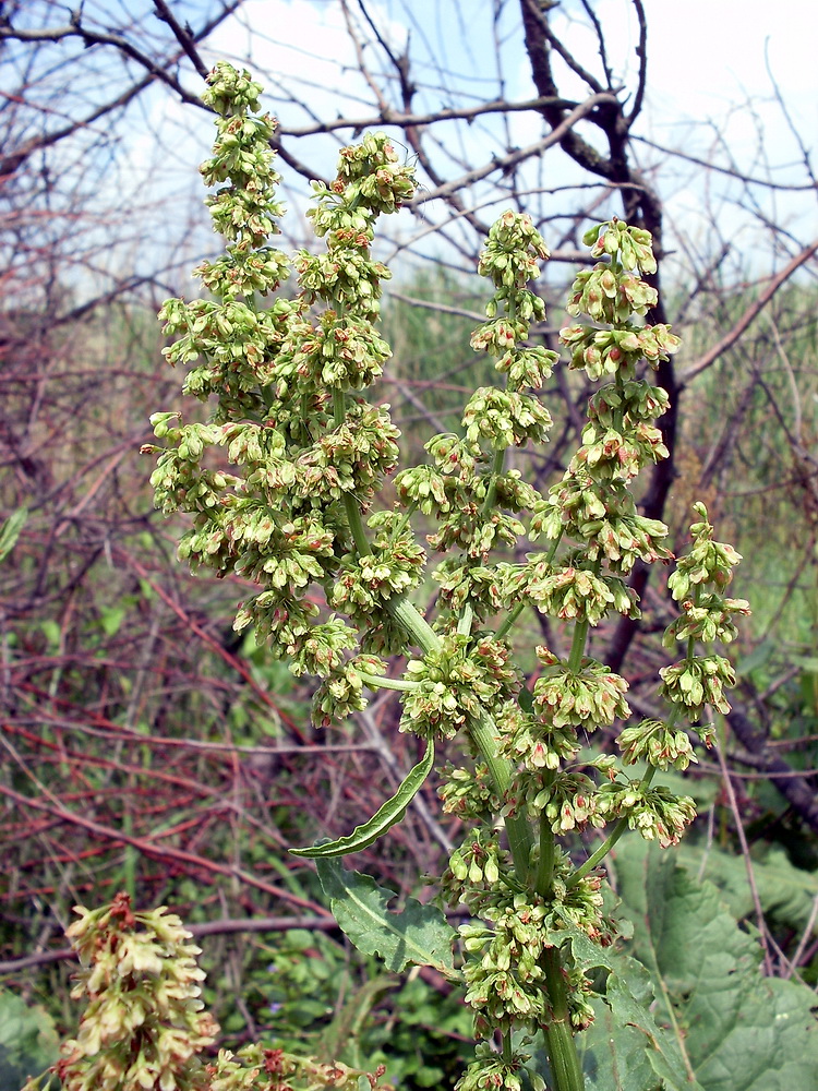 Изображение особи род Rumex.