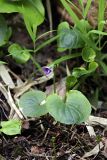 Viola palustris