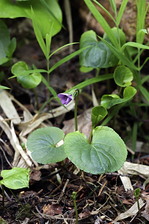 Изображение особи Viola palustris.