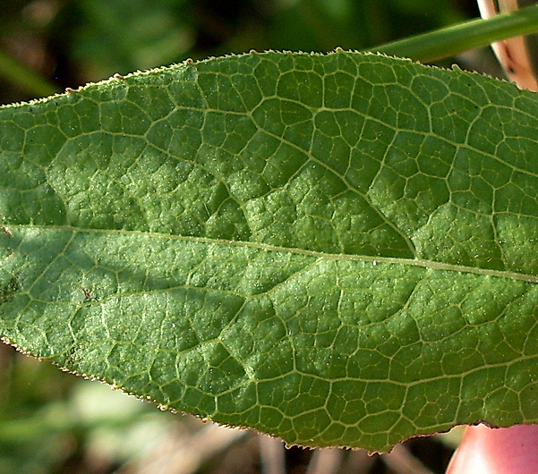 Изображение особи Inula aspera.