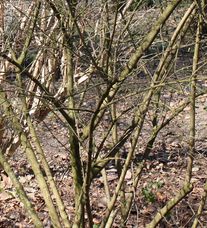 Image of Callicarpa dichotoma specimen.