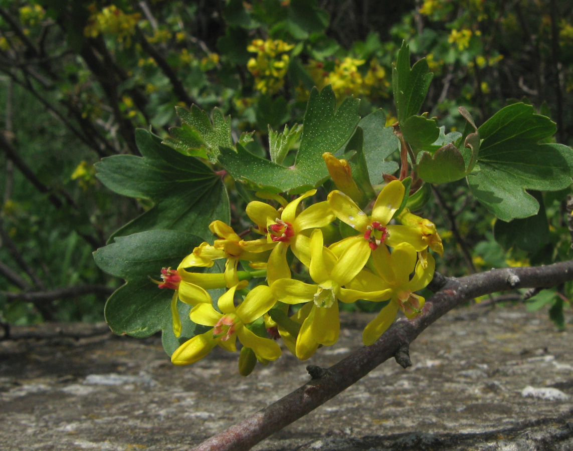 Изображение особи Ribes aureum.