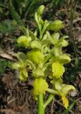 Orchis pallens