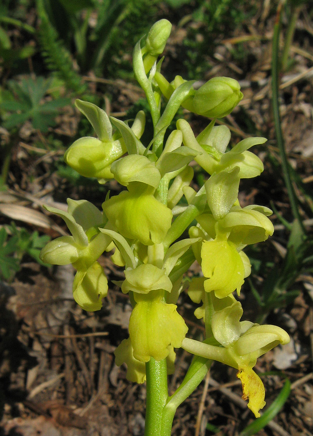 Изображение особи Orchis pallens.