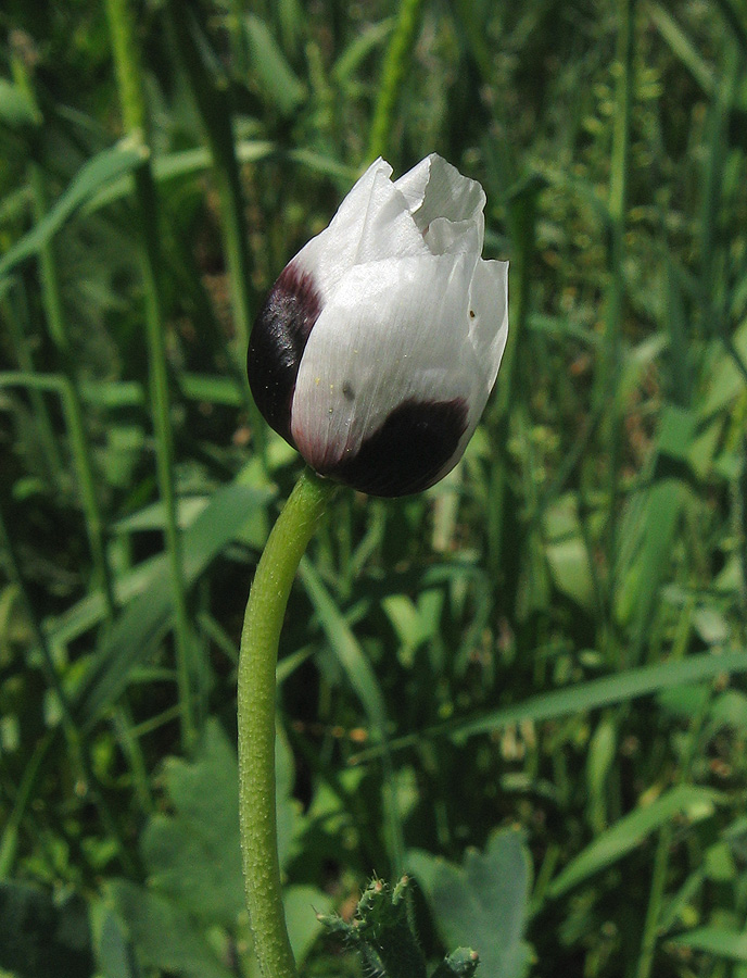 Изображение особи Papaver stevenianum.