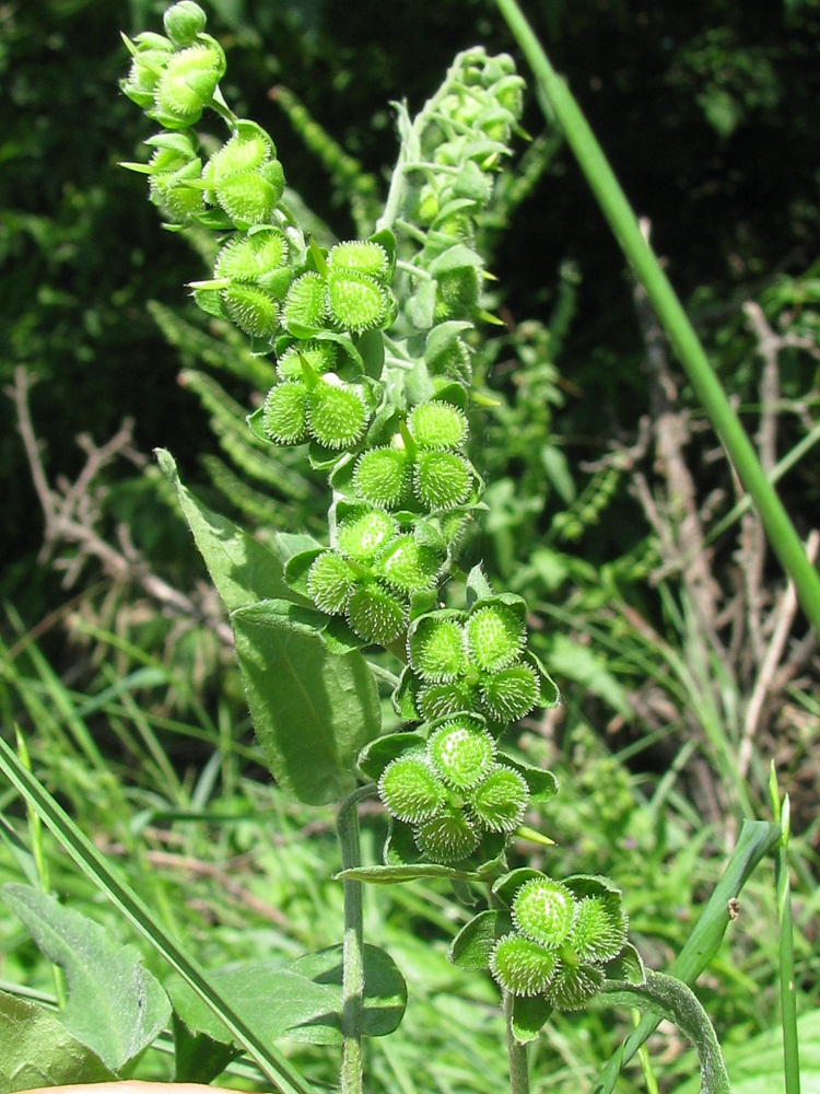 Изображение особи Cynoglossum officinale.