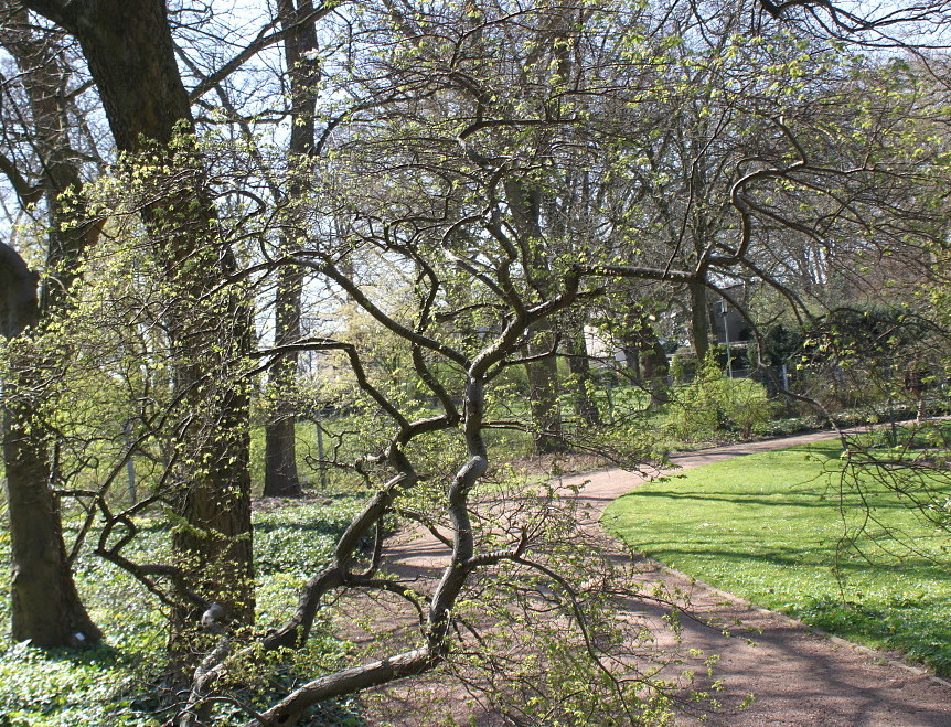 Image of Ulmus × hollandica specimen.