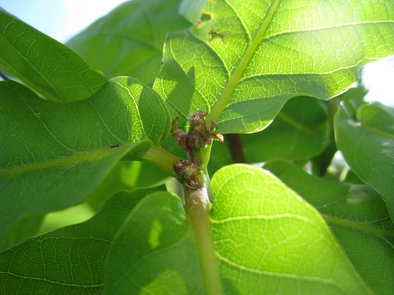 Изображение особи Quercus mongolica.