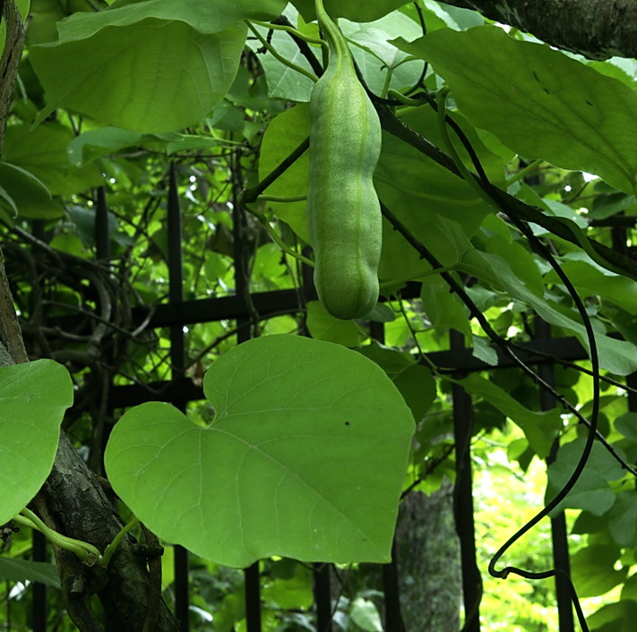 Image of Aristolochia manshuriensis specimen.