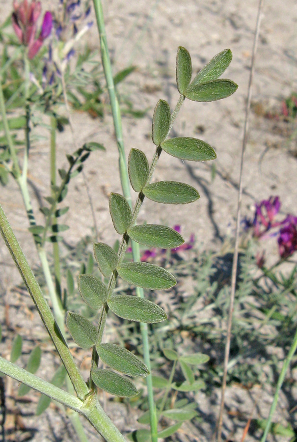 Изображение особи Astragalus varius ssp. eupatoricus.