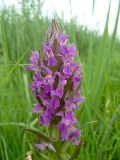 Dactylorhiza incarnata. Соцветие. Чувашия, г. Шумерля, терр. кирпичного завода. 18 июня 2013 г.