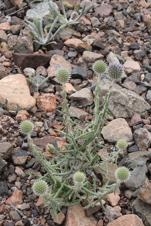 Изображение особи Echinops nanus.