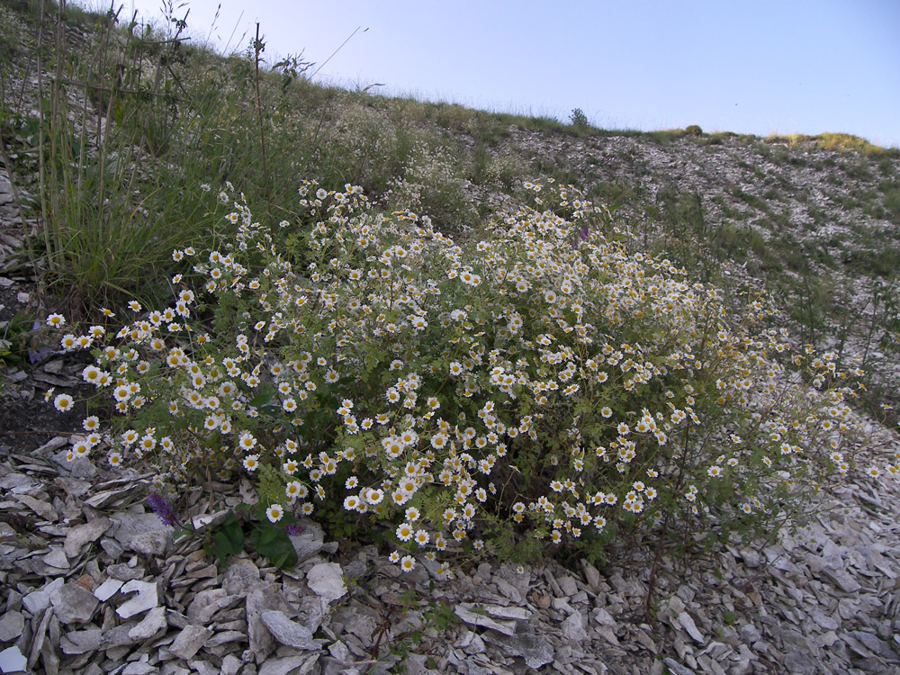 Изображение особи Pyrethrum glanduliferum.