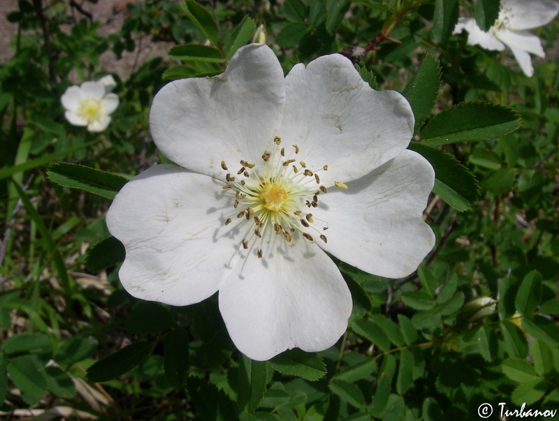 Изображение особи Rosa spinosissima.