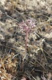 Allium verticillatum