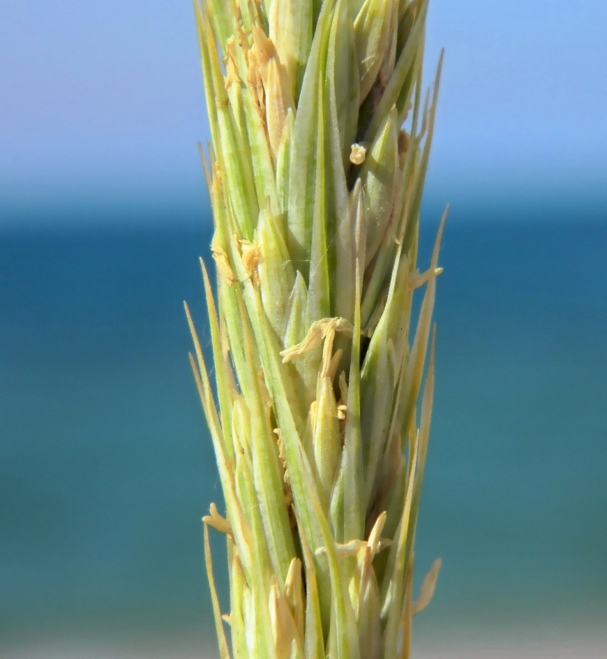 Изображение особи Leymus racemosus ssp. sabulosus.