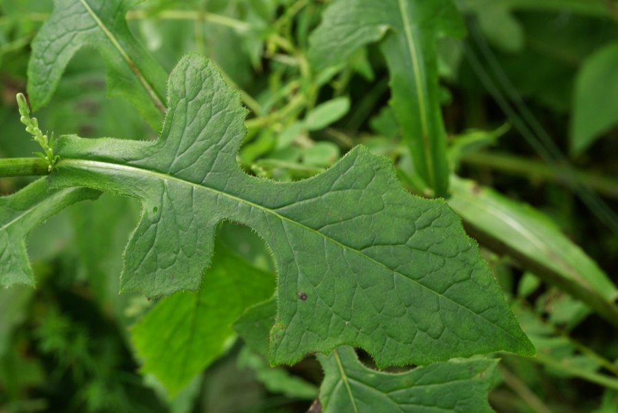 Image of Lactuca raddeana specimen.