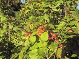 Viburnum burejaeticum