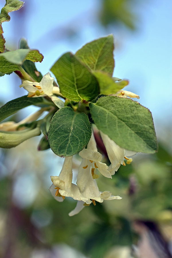 Изображение особи Lonicera tianschanica.