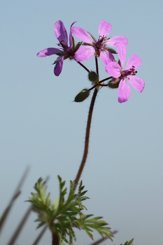 Image of Erodium cicutarium specimen.
