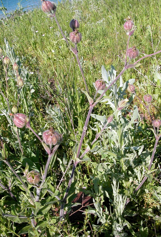 Image of Melandrium latifolium specimen.