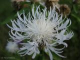 Centaurea carpatica