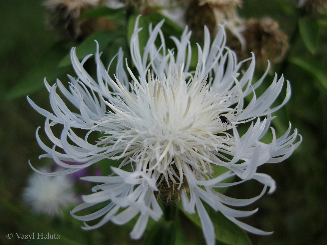 Изображение особи Centaurea carpatica.