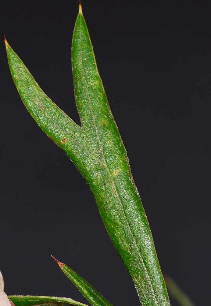 Изображение особи Grevillea banksii.