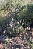 Astragalus schrenkianus. Отцветающее растение. Южный Казахстан, горы Каракус. 16.05.2013.